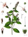 Travel India.Spices of India.Mint Plant