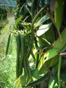 Travel-India.Spices of India.Vanilla Beans on Trees