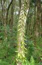 Travel-India.Spices of India.Vanilla Plantation