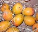 Travel India.Ratnagiri.Alphonso Mangoes.Haapus Mangoes