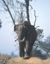Travel India.Rishikesh.Wild Elephant