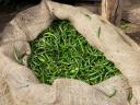 Travel India. Mirchi. Indian Green Chillies