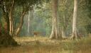 Travel India.Kanha National Park.Spotted Deer