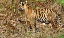 Travel India.Kanha National Park.Tigeress with cubs