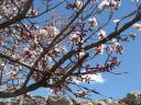 Travel India.Leh.Apricot in Blossom