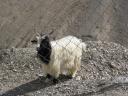 Travel India.Leh.Pashmina Sheep