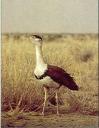 Travel India.Nanaj Bird Sanctuary.Great Indian Bustard