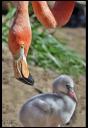 Travel India.Flamingoes.Flamingo and Chick