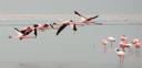 Travel India.Flamingoes.Lesser Flamingoes in Flight