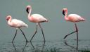 Travel India.Flamingoes.Lesser Flamingos