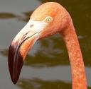 Travel India.Flamingoes.The Beak