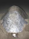 Travel India.Gahirmatha Marine Sanctuary.Olive Ridley Turtle laying eggs