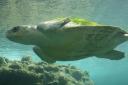 Travel India.Gahirmatha Marine Sanctuary.Olive Ridley Turtle