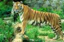 Travel India.Sariska Tiger Reserve.Tiger