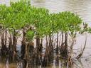 Travel India.Mangroves of Mumbai